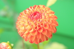 鲜花