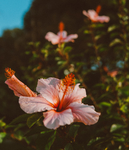 鲜花