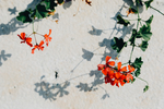 鲜花