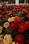 鲜花