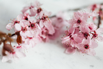 鲜花