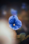鲜花