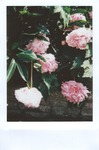 鲜花