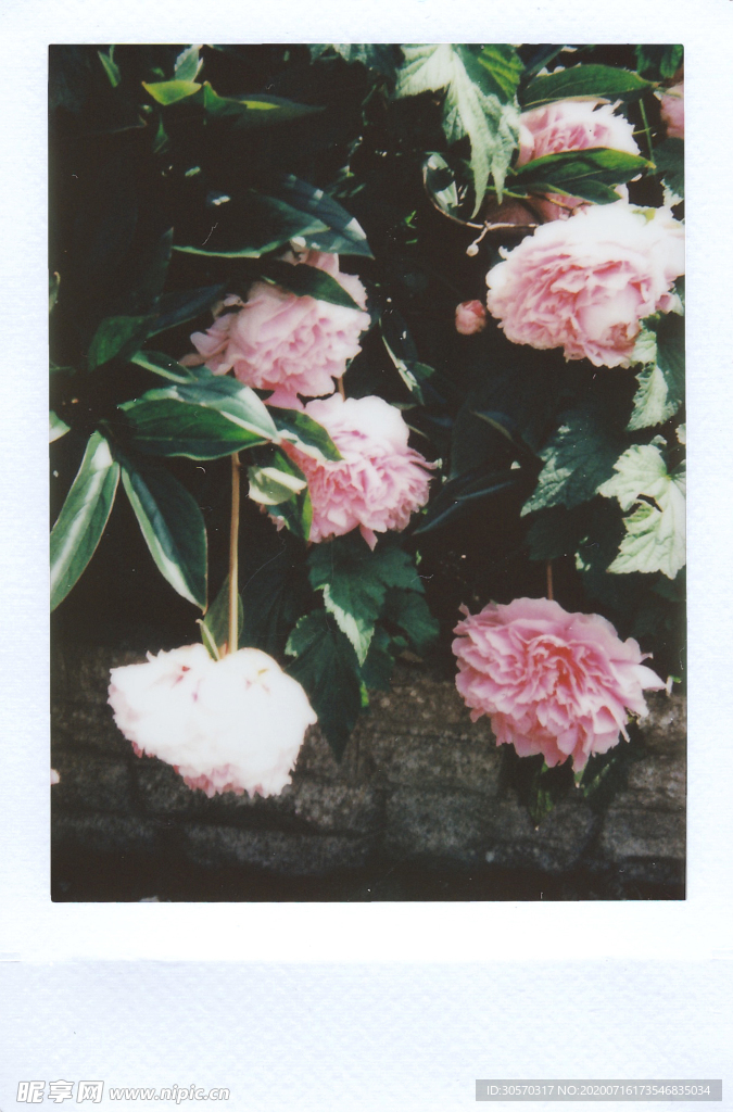 鲜花