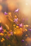 鲜花