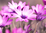 鲜花