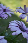 鲜花
