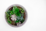 植物