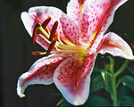 鲜花