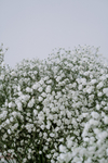 鲜花