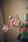 鲜花