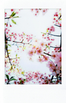 鲜花