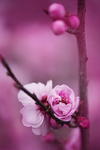 鲜花
