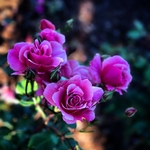 鲜花