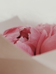 鲜花