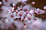 鲜花