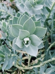 鲜花
