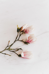 鲜花