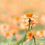 鲜花