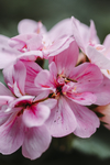 鲜花