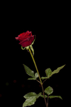 鲜花
