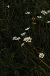 鲜花