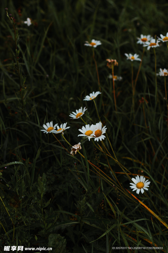 鲜花