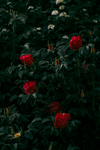鲜花