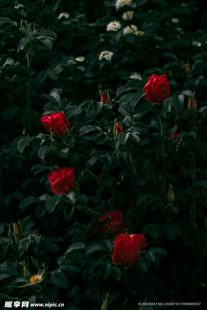鲜花