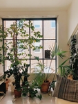 植物