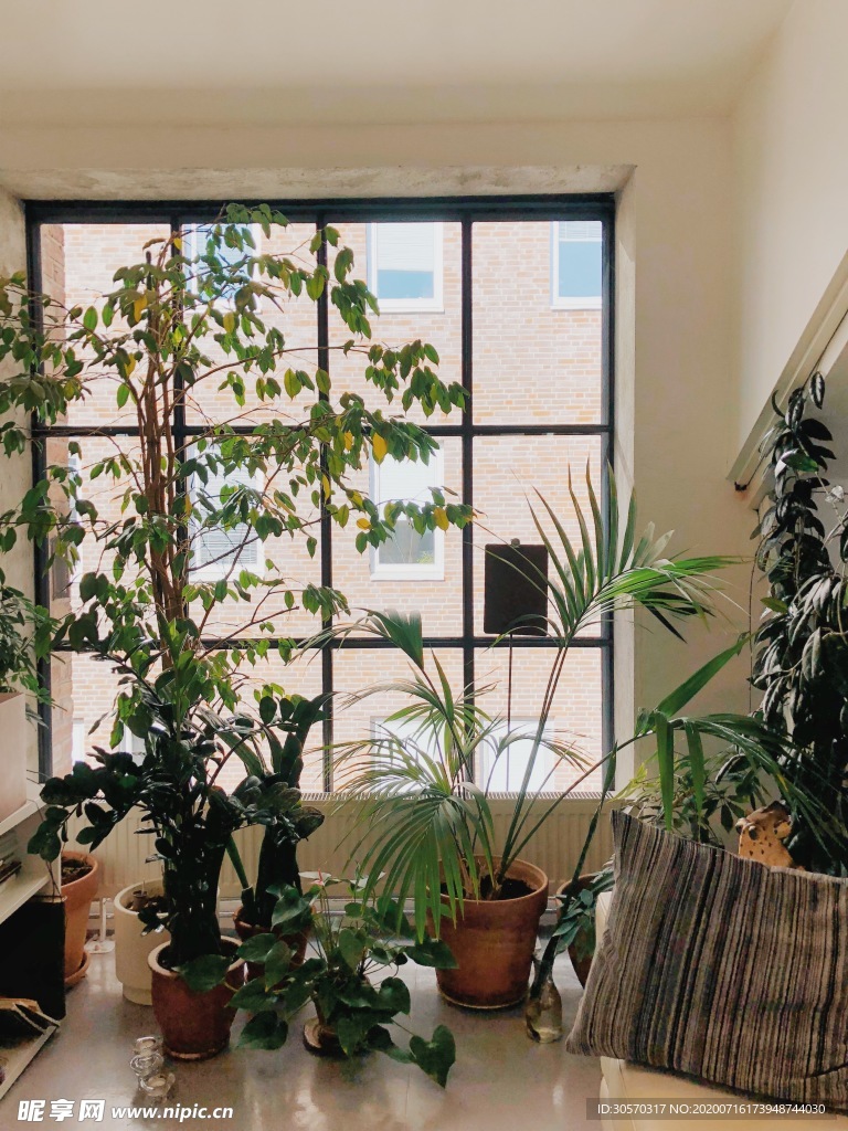 植物