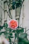 鲜花