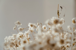 鲜花