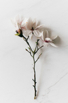 鲜花