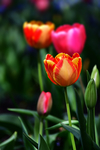 鲜花