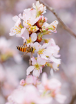鲜花