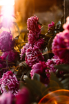 鲜花