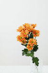 鲜花