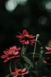 鲜花
