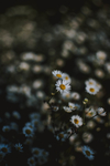 鲜花