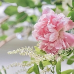 粉红色牡丹花