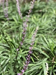 阔叶山麦冬