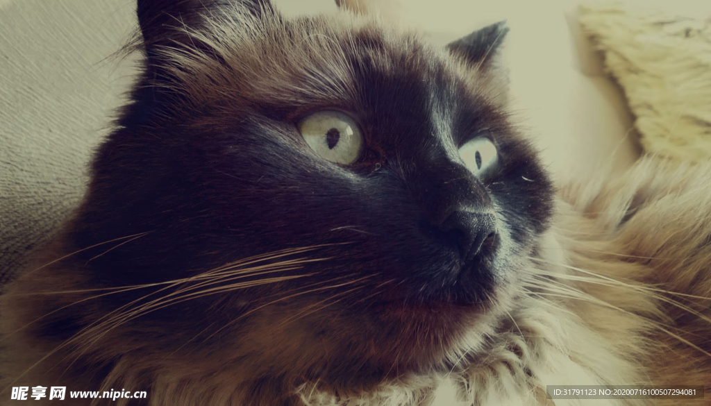 猫