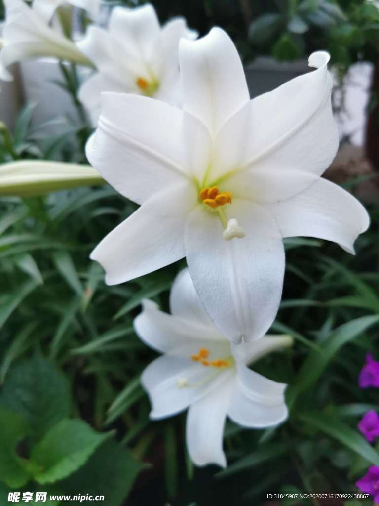 百合花