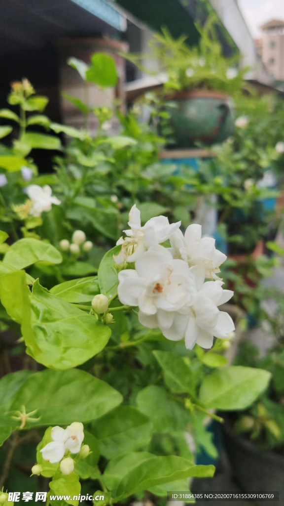 植物