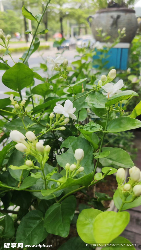 植物