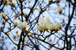 白玉兰 玉兰花 白色花 花卉