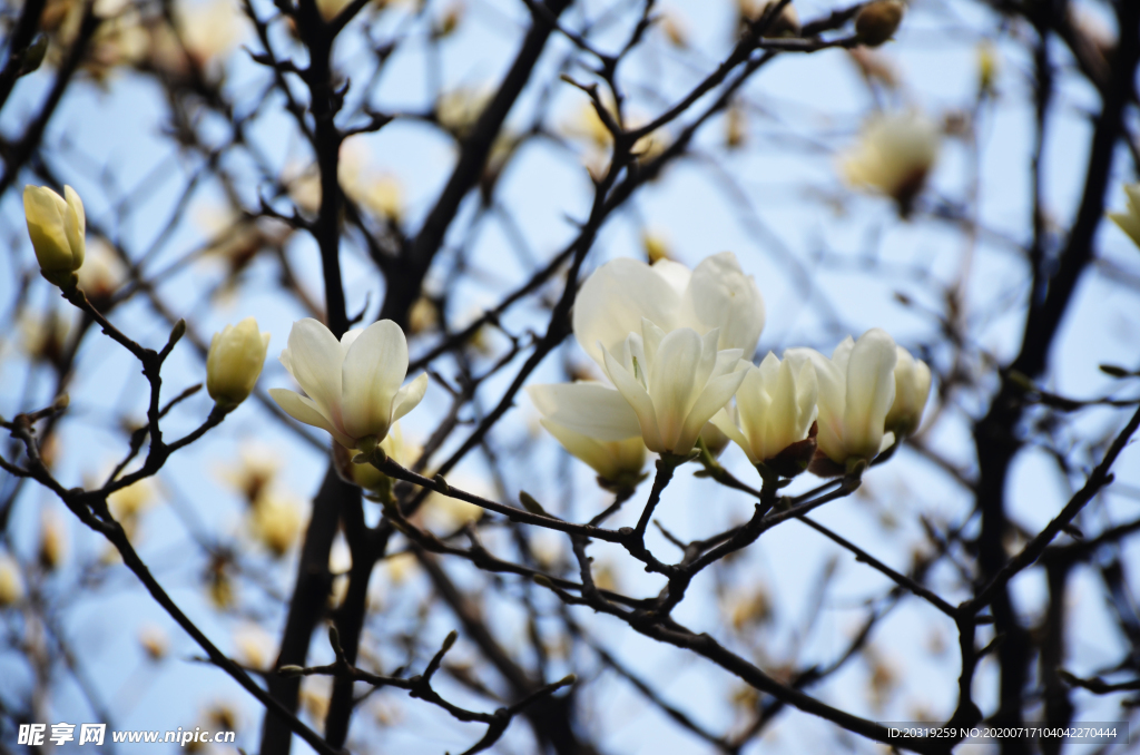 白玉兰 玉兰花 白色花 花卉