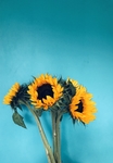 插花 花艺