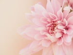 插花 花艺